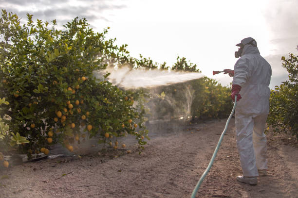 Best Wasp Removal Services  in Kendall, FL