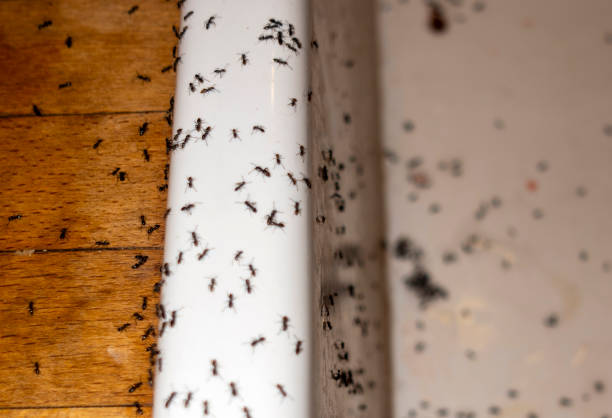 Best Pest Control Near Me in Kendall, FL